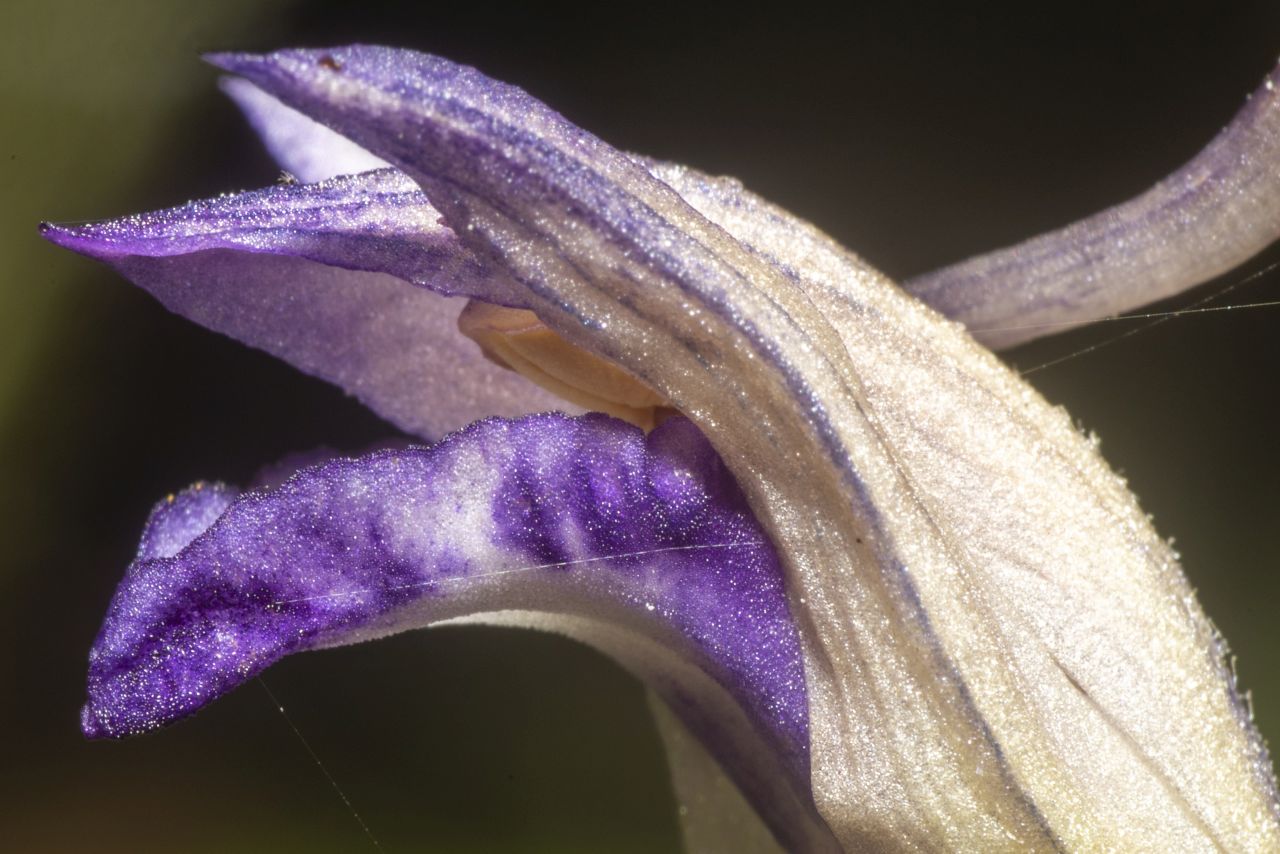 L''orchidea Fior di legna Limodorum abortivum